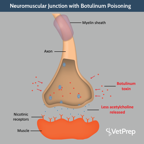 ARTICLE-header-vp-neuromuscular