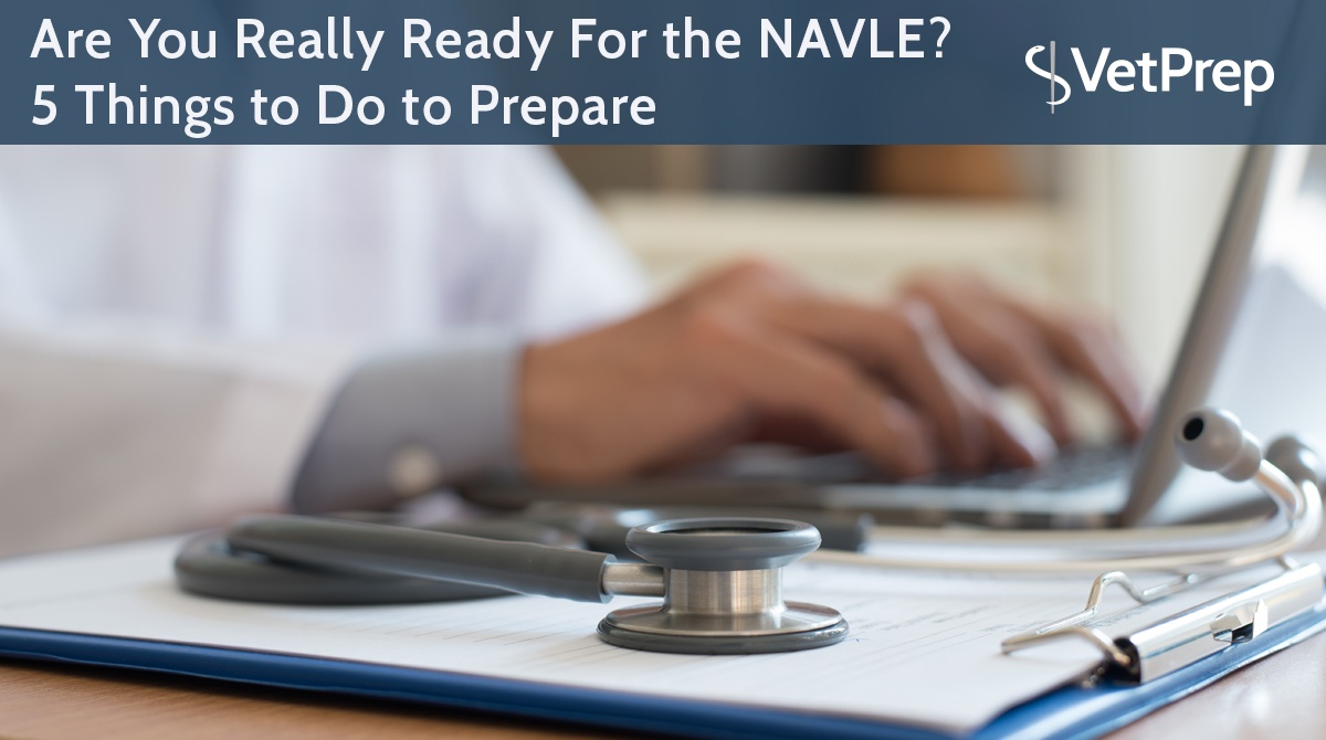 Are-You-Really-Ready-For-the-NAVLE--5-Things-to-Do-to-Prepare