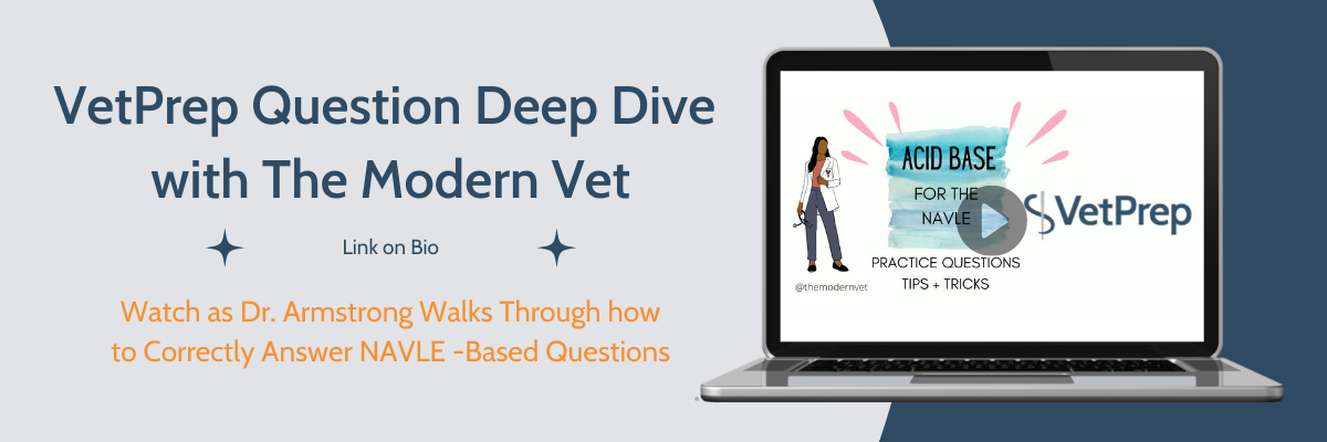 DeepDiveModernVet (1200 × 400 px)