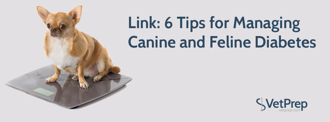 LINK-6-tips-for-managing-canine-and-feline-diabetes