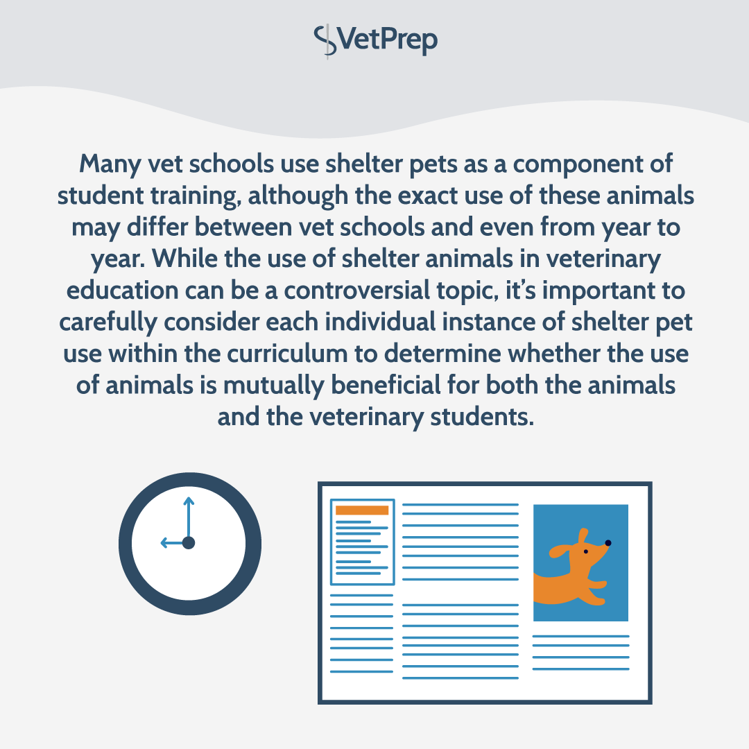 How and Why Are Shelter Pets Used in Vet Schools?