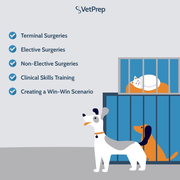 How and Why Are Shelter Pets Used in Vet Schools?