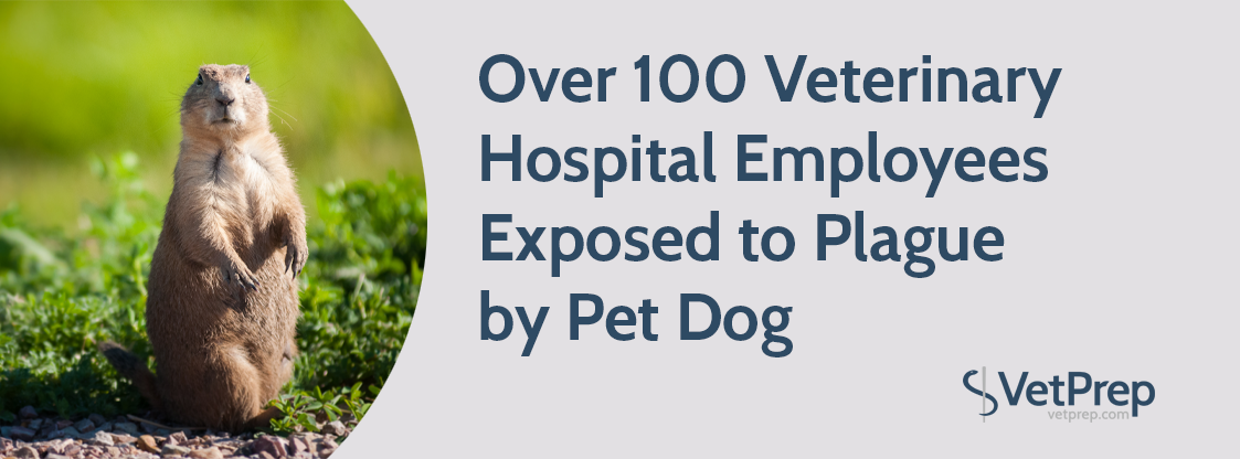 Over-100-Veterinary-Hospital-Employees-Exposed-to-Plague-by-Pet-Dog