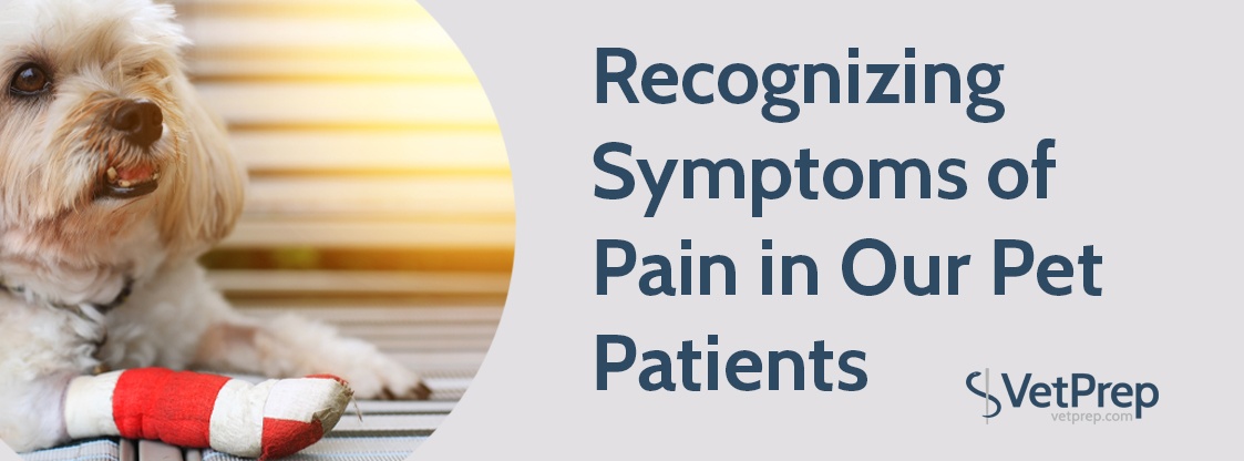 Recognizing-Symptoms-of-Pain-in-Our-Pet-Patients