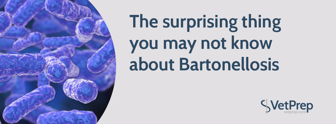 The-surprising-thing-you-may-not-know-about-Bartonellosis