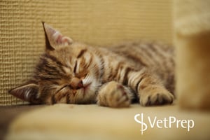 VetPrep-kittensleeping