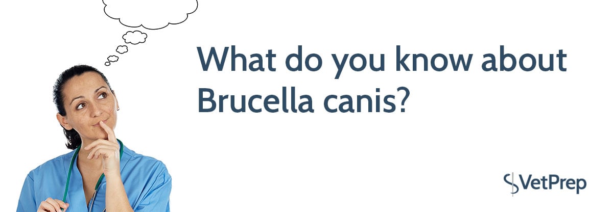 brucella