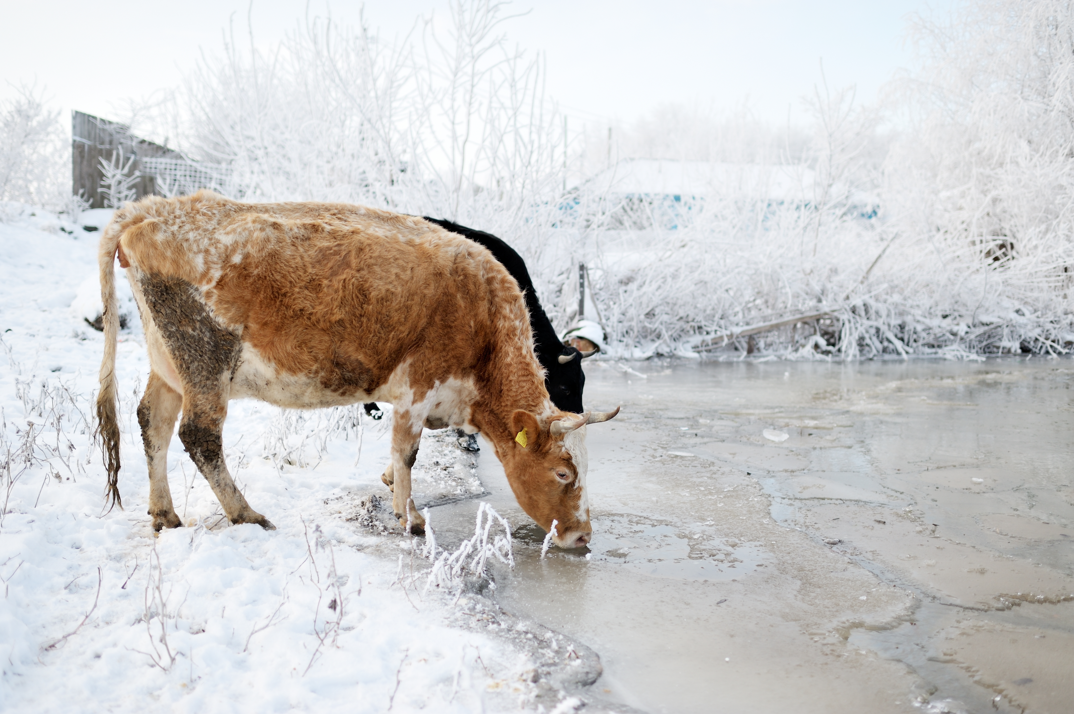 cow drink water in snow