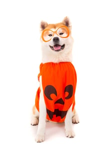 halloweendog