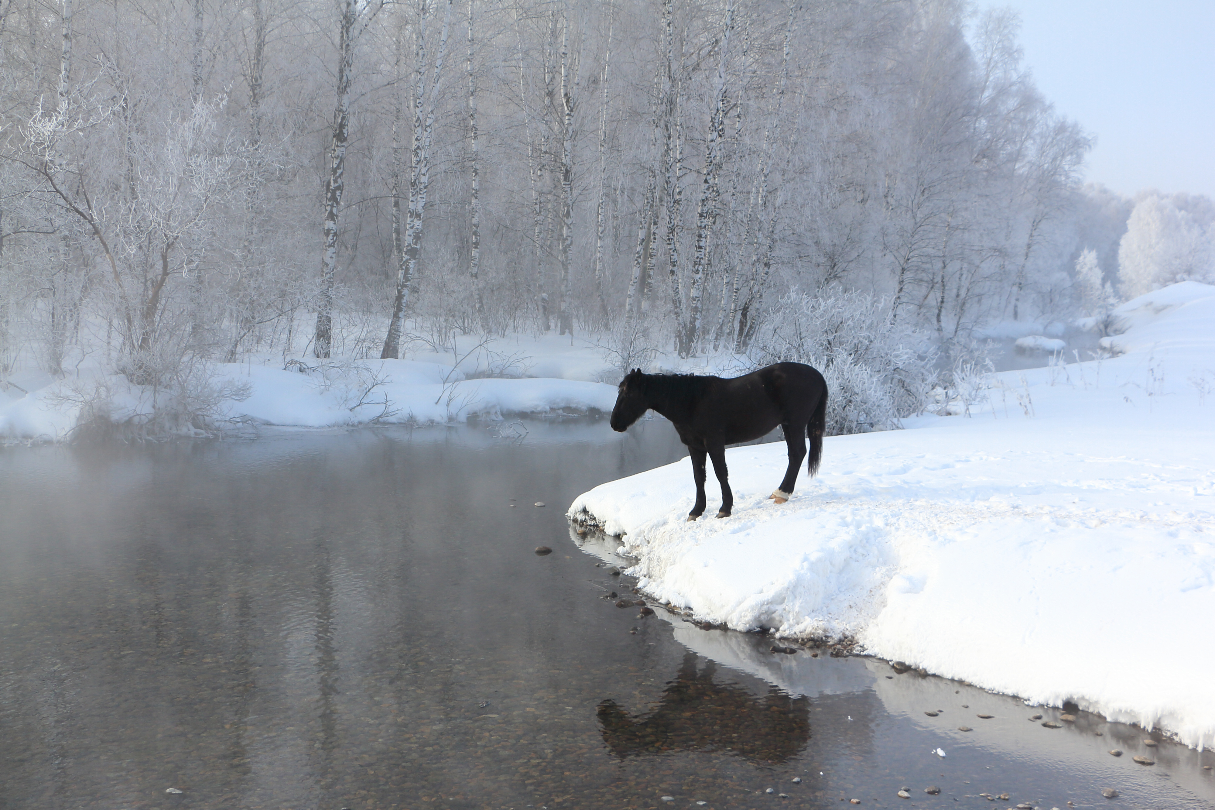 horse in snow next to river