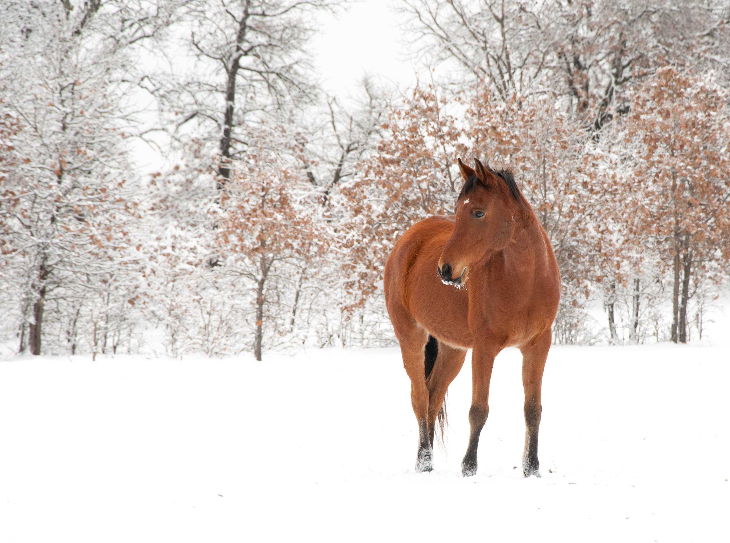 horse in snow